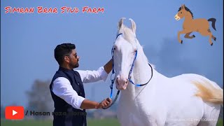 Simran Brar Stud Farm New Stallion Collection