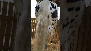 The longest hair in Paris 😍 #beautiful #shortvideo  #fyp