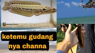 memancing channa di habitatnya langsung.  . full bikin ketagihan‼️‼️