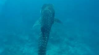 Whale shark | Dhigurah, Maldives July 2016