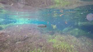 Bonito Brazil - Snorkeling on Sucuri River