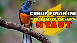 murai batu gacor AMPUH buat pancingan MURAI BATU bunyi jadikan burung Murai gacor EMOSI NYAUT❗#04