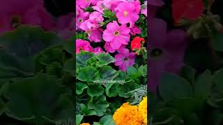 Beautiful Flowers | Amazing Nature | Flowers shorts video #shorts #flowers