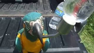 Parrots drinking from water bottles