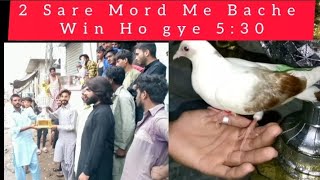 2 Sare Mord Me Bache Win ho gye 5 : 30 #MAsadBirds #Pigeon #Kabootar