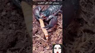 سبحان الله