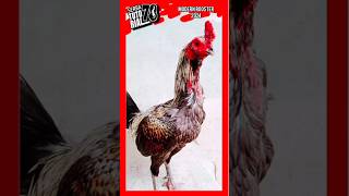 Modern Rooster 2024 #shorts #shortvideo #hobiayam  #ayammodern2024#serbatutorial78