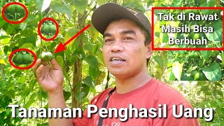 Tanaman Penghasil Uang Tercepat Yang di Abaikan