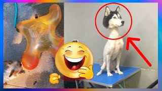 【FUNNY VIDEO】When dog got beef with LeBron James😅 (DOGS, CATS AND ANIMALS)