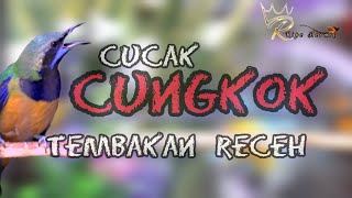 🔴tembakan RECEH CUCAK CUNGKOK GACOR DOR full video suara jernih