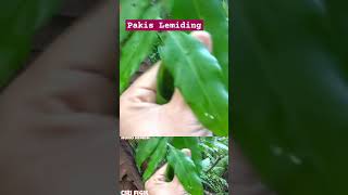 BENTUK DAUN TUMBUHAN PAKIS LEMIDING