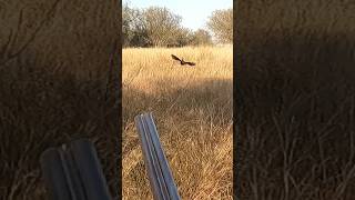 Kala Teetar , Black francolin