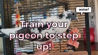 How to teach your pigeon to step up!