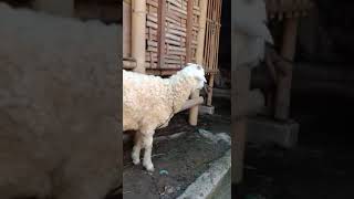 Ternak kambing domba untuk akikah #shorts