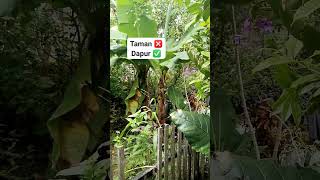 GILA!! INI DAPUR BUKAN TAMAN!! #bollywood #viralvideo #kebun #kebunorganik #permakultur