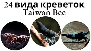 Все виды аквариумных креветок тайваньские пчелы (Taiwan Bees)