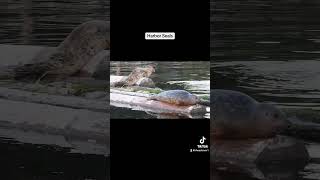 Harbor Seals Liberty Bay Washington