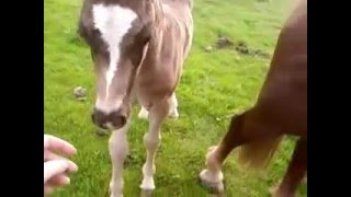 MILLIE THE BEST WELSH COB EVER XX