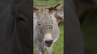 Surprising Secrets About Donkeys You Never Knew!