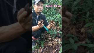 MENGENAL BUAH ULIN BELIAN KALIMANTAN