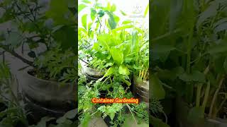 Container Gardening #shorts #containergardening #vegetables