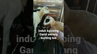 Domba Garut bawa anak #shorts