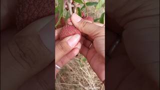 fruits harvesting 🍒🍓🍒 #seasonal #fruitfarming #fruitharvesting #fruitpicking @gardening_lover7469