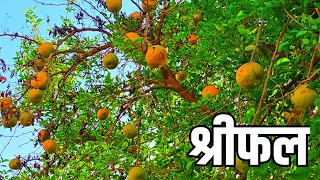 Bael Benefits : गर्मी में रामबाण है 'भोलेनाथ' का प्रिय फल बेल, जानिए इसके ...औषधीय गुण ।