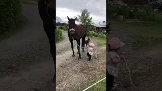 little girl leads horse #viral