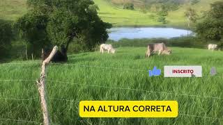 NÃO DEIXE BROTAR AS SEMENTES DO BRANQUIÁRIA COLOQUE O GADO ANTES