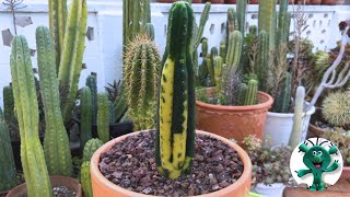 Echinopsis/Trichocereus PACHANOI Variegado TRASPLANTE