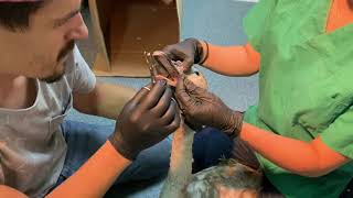 Rescue of a swan suffocated by swallowed fishing line