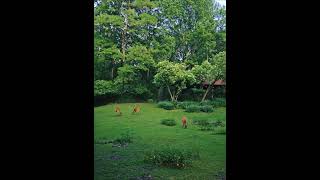 Poznań.Nowe Zoo.Dźwięki natury.#nature#nowe#zoo#dźwięki#sounds#green#animals#coolday#