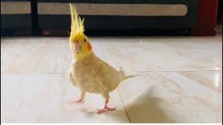 He whistle while he Walk😁🦜#cockatiel #shorts #ytshorts #lutinocockatiel #shortvideos