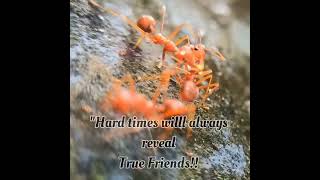 "Hard times will always reveal true friends!!" #quote #friendship #inspirational #friends #shorts