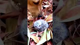 Rescue Mission of a Baby Bird from the Forest #shorts