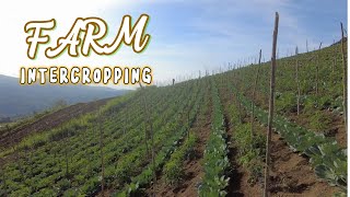 Intercropping