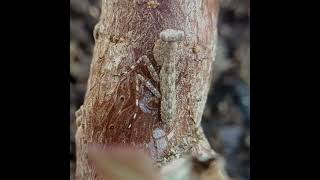 Indian Bark Mantis(Humbertiella genus) #mantis #bug #rare