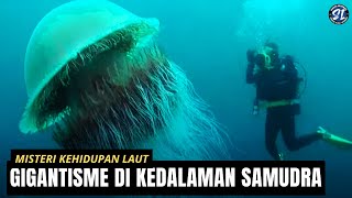 "Misteri Kehidupan Laut: Fenomena Gigantisme di Kedalaman Samudra"