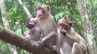 Impressive Monkey around Angkor Playing Really Happy Videos