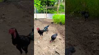 Suasana Sore hari di kandang ayam kampung & Bangkok🐓