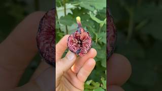 Pastiliere Fig - Does the Source Matter? #fig #figtree #figboss #gardeningtips #fruittrees