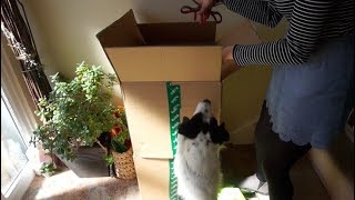 Unboxing Mystery Pet Packages!