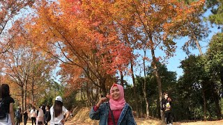 TAI TONG RED LEAVES 🍁🍁 IN LATE AUTUM || Hongkong 27 December 2020