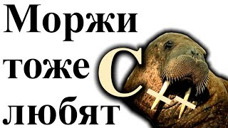 Как отдыхают программисты? Работа, собеседования, математика для программиста, провалы