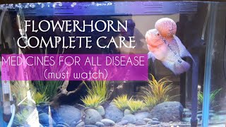 Flowerhorn total care | simple medication solution