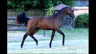 filly Flayana by For Romance I - General xx *2017 (1,5 yeаrs)