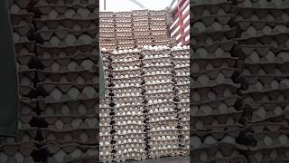 eggs wholesale business#egg #youtubevideos