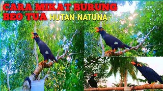 GAMPANG KOK MIKAT BURUNG BEO ITU, APA LAGI ANAKANNYA!‼️kalo beo tua harus pakek cara ini ‼️