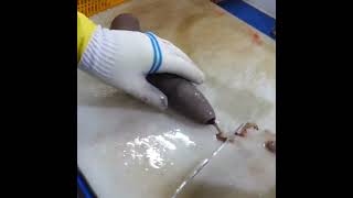 Penis fish #Sea_foods  #food #travellingfoodie #foodanddrinkfestival #travelingfoodie #foodevent